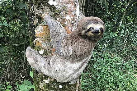 peso888-sloths